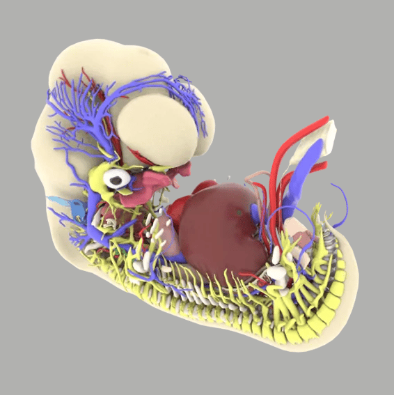 Primal Pictures - Real-Time Embryology - Website Image