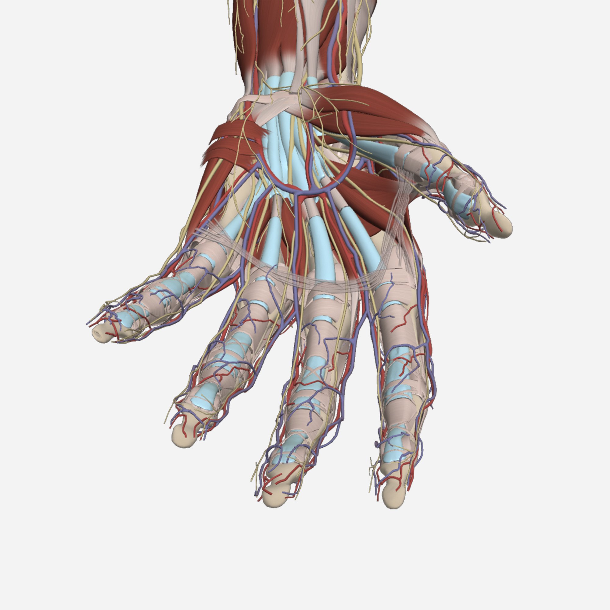Website Image - Primal Pictures Page - Tab Content Module - 3D Real-Time Hand copy