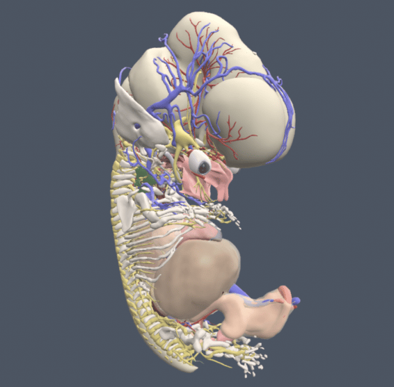 Primal Pictures - Embryology Stage 23 - Website Image