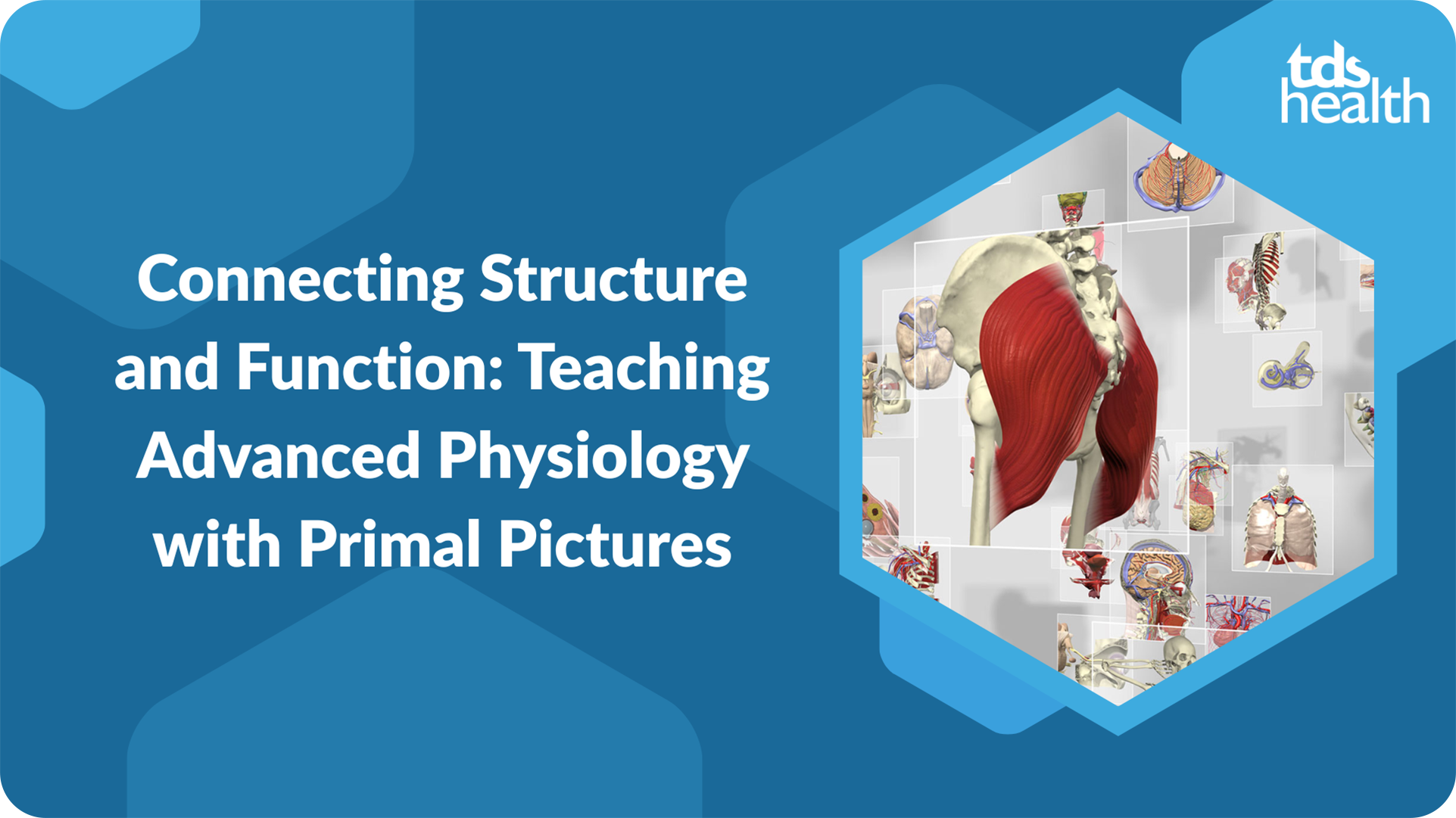 Website Image - Learner Events Page - Connecting Structure and Function - Teaching Advanced Physiology with Primal Pictures
