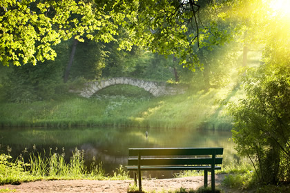 Serene bench in a park like setting